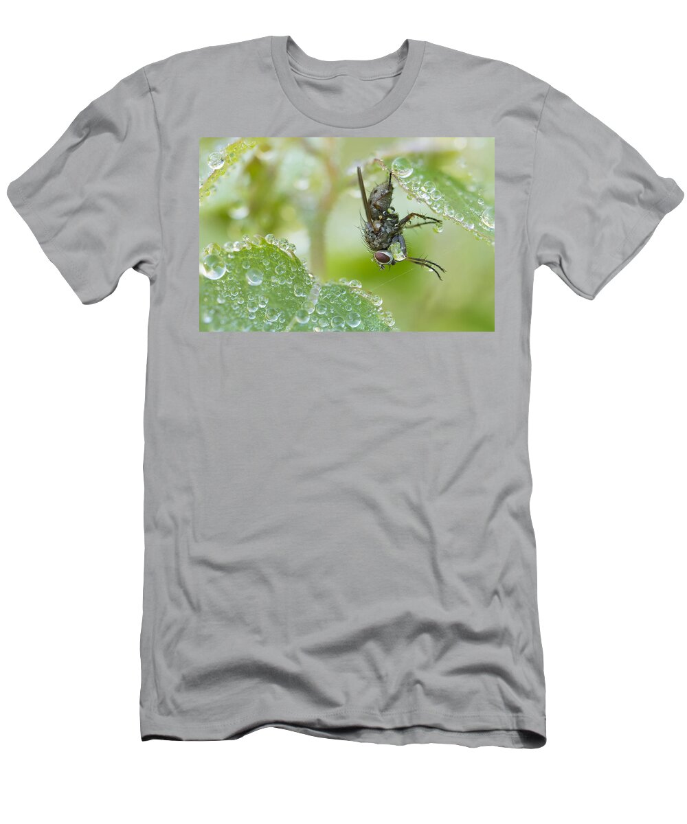Bloodsucker T-Shirt featuring the photograph Morning Fly by Mircea Costina Photography