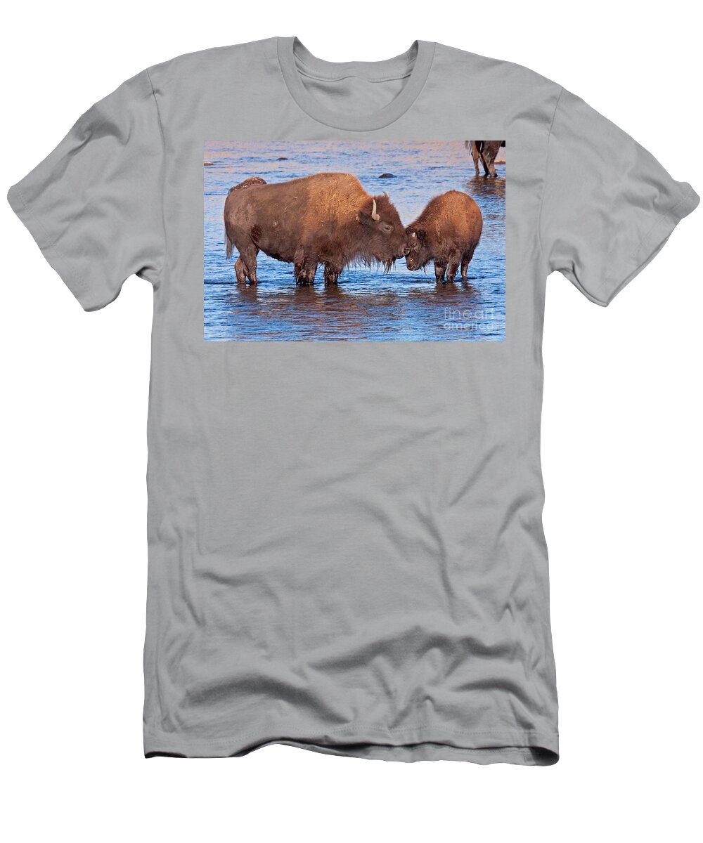 Autumn T-Shirt featuring the photograph Mother and Calf Bison in the Lamar River in Yellowstone National Park by Fred Stearns