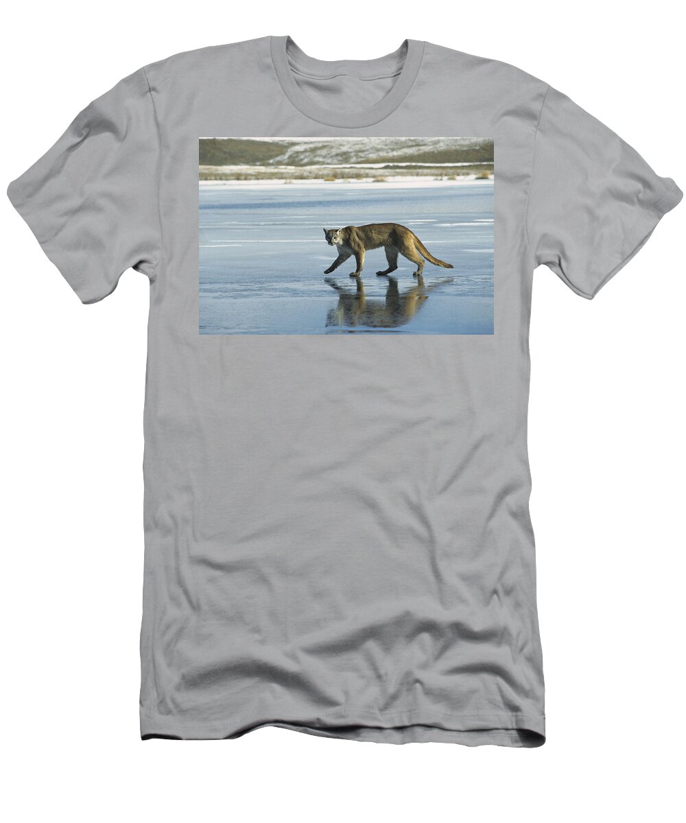 Feb0514 T-Shirt featuring the photograph Mountain Lion Walking On Frozen Lake by Konrad Wothe