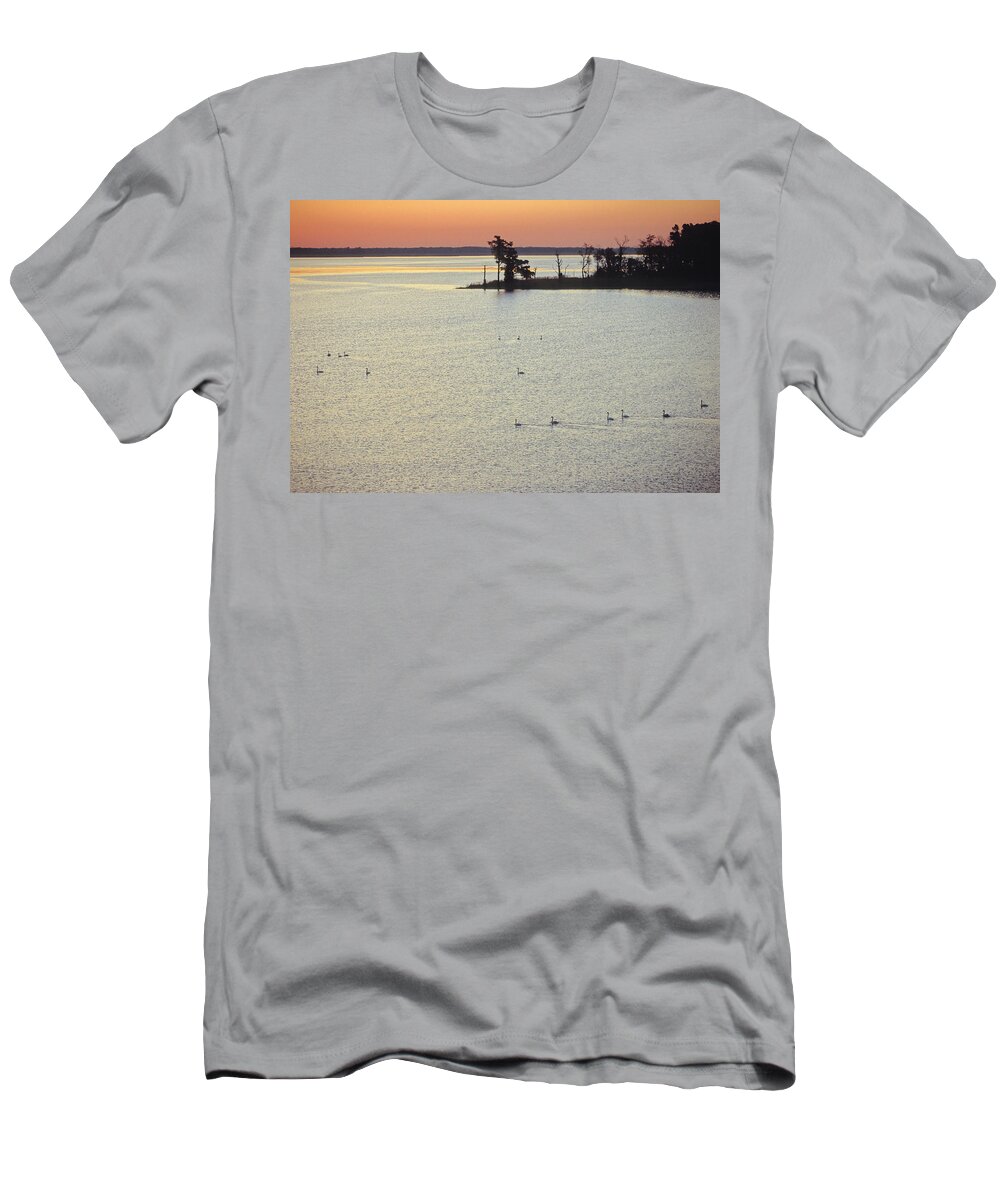Chesapeake Bay T-Shirt featuring the photograph Mute Swans And Some Tundra Swans by Peter Essick