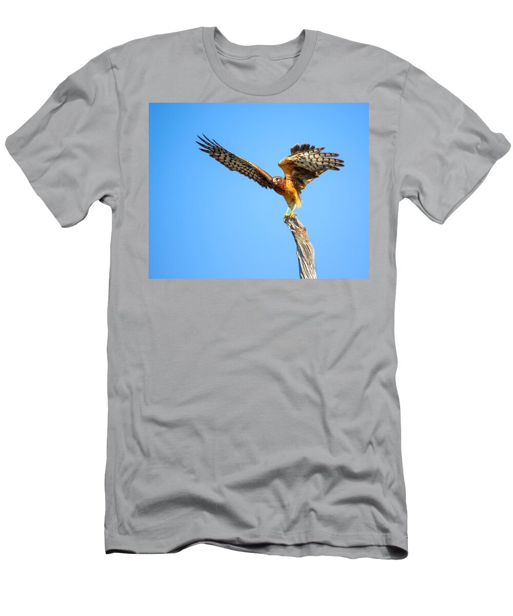 Northern Harrier T-Shirt featuring the photograph Northern Harrier Flight by Mark Andrew Thomas