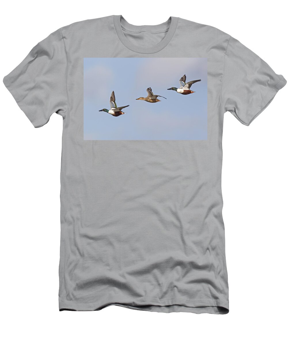 Flpa T-Shirt featuring the photograph Northern Shoveler Ducks Flying by Dickie Duckett