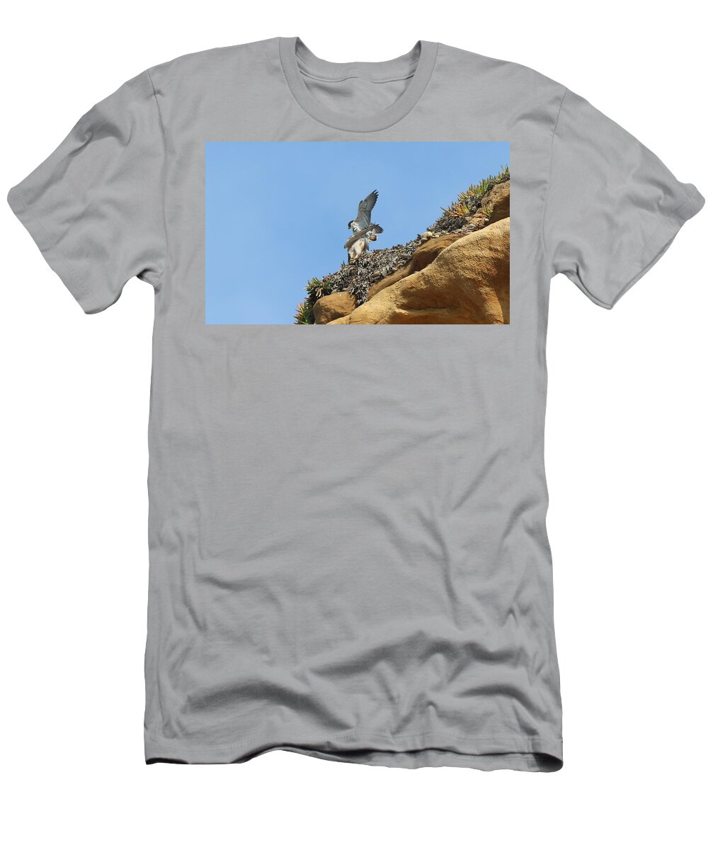 Peregrine T-Shirt featuring the photograph Peregrine Falcons - 3 by Christy Pooschke