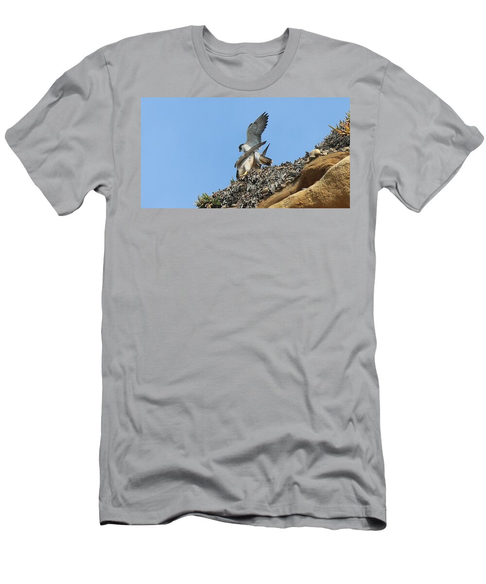 Peregrine T-Shirt featuring the photograph Peregrine Falcons - 5 by Christy Pooschke