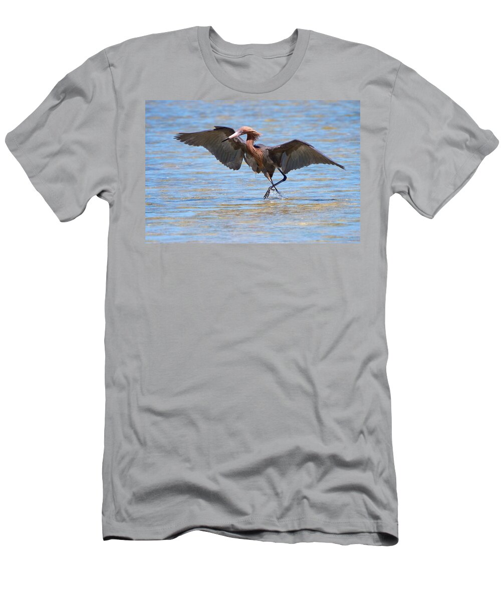 Reddish Egret T-Shirt featuring the photograph Reddish Tent by David Beebe