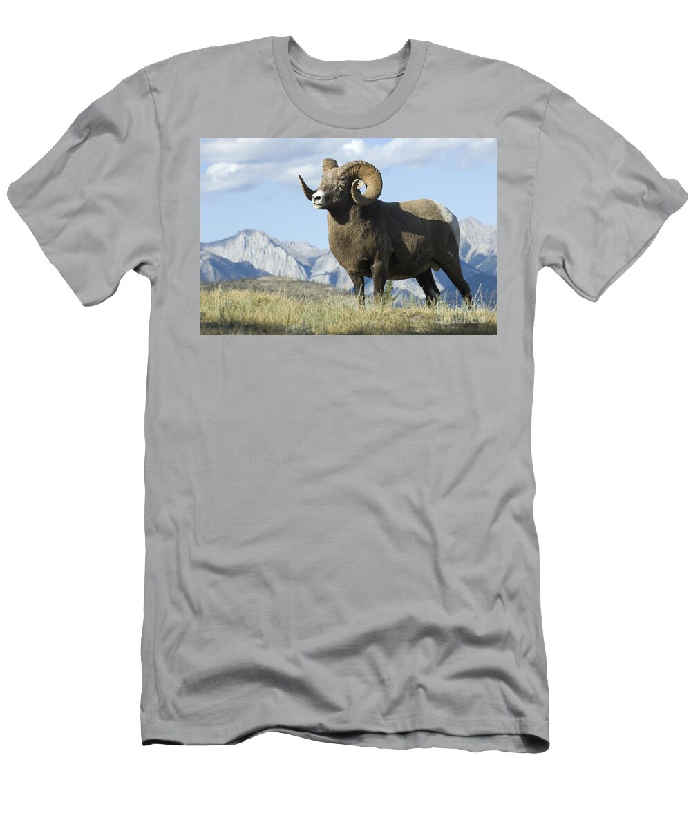 Big Horn Sheep T-Shirt featuring the photograph Rocky Mountain Big Horn Sheep by Bob Christopher