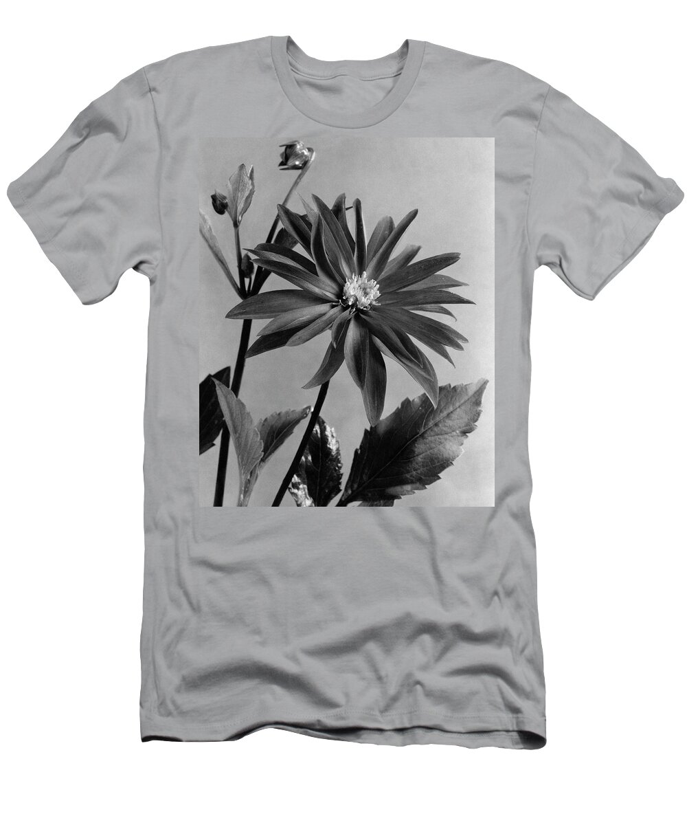 Plants T-Shirt featuring the photograph Semi-double Dwarf Pigmy Dahlia Flower by J. Horace McFarland
