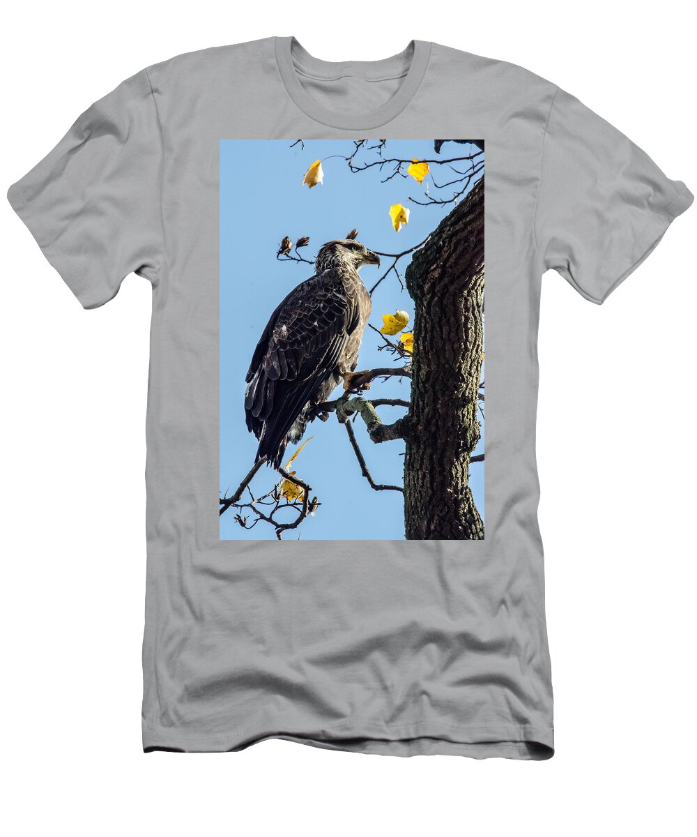 Immature Eagle T-Shirt featuring the photograph Sitting in the Sun by Gary Wightman