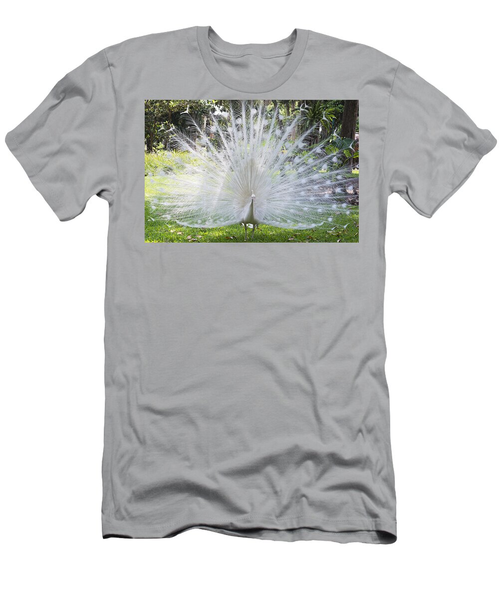 Peacock T-Shirt featuring the photograph Spreading Peacock Display by Kenneth Albin