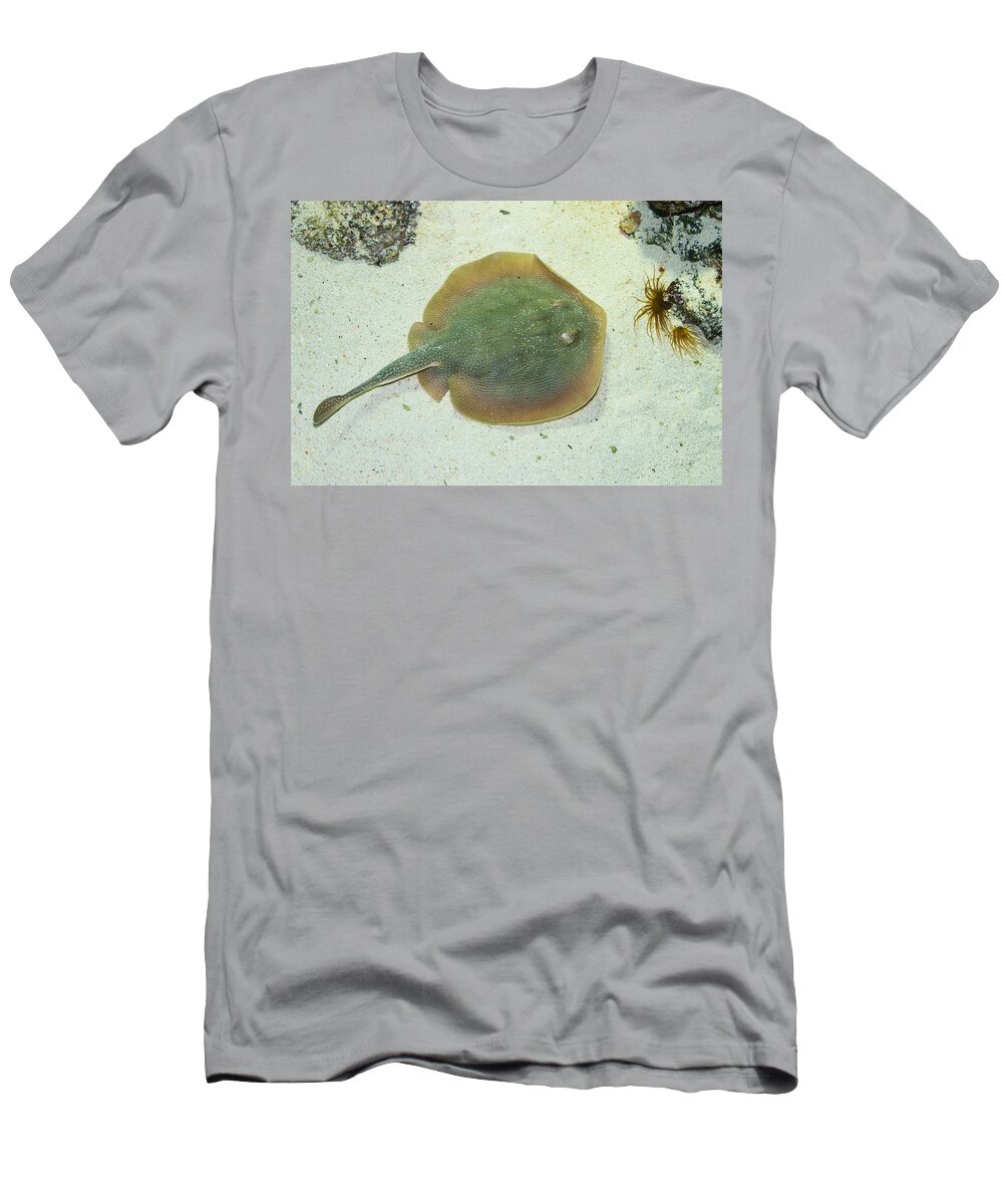 Stingray T-Shirt featuring the photograph Stingray by Andreas Berthold