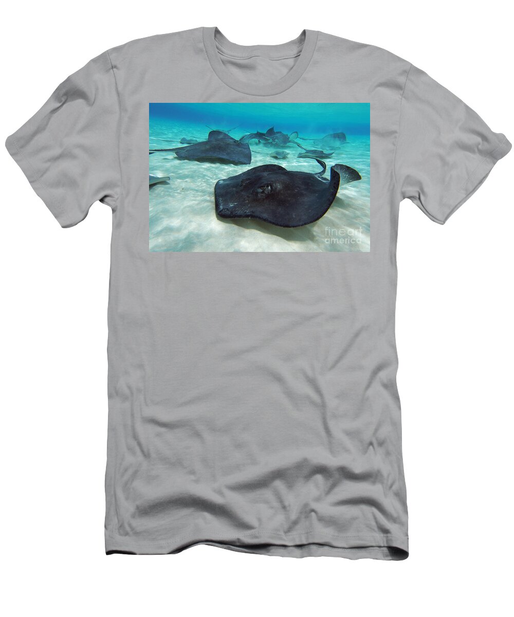 Stingray T-Shirt featuring the photograph Stingrays by Carey Chen