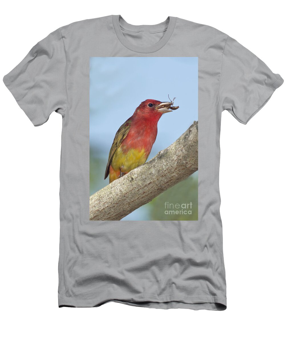 Summer Tanager T-Shirt featuring the photograph Summer Tanager Eating Wasp by Anthony Mercieca