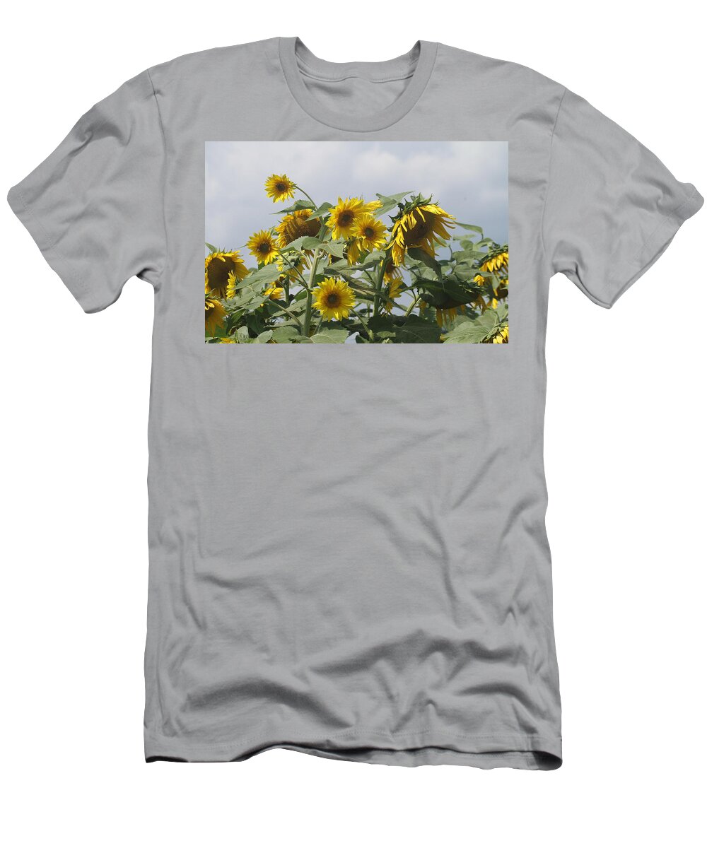 Sunflower T-Shirt featuring the photograph Sunflower Cluster by Cathy Lindsey