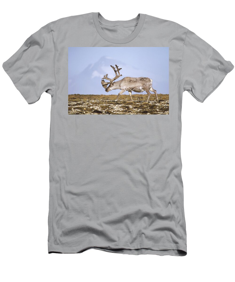 Feb0514 T-Shirt featuring the photograph Svalbard Reindeer Bull In Summer Molt by Tui De Roy