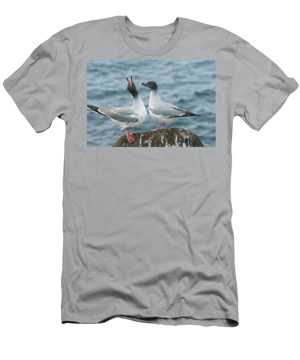 Feb0514 T-Shirt featuring the photograph Swallow-tailed Gulls Courting Galapagos by Kevin Schafer