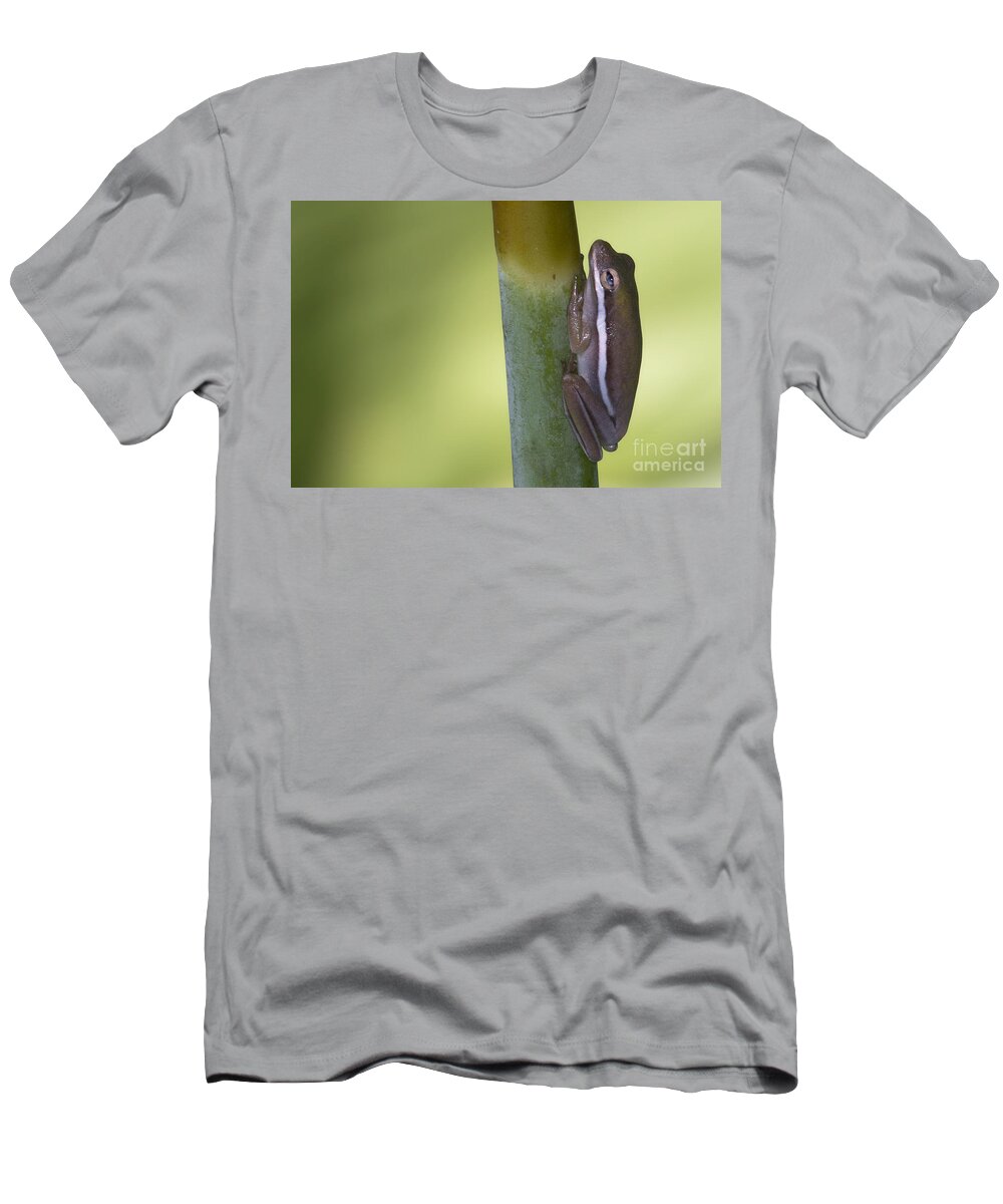 Tree Frog T-Shirt featuring the photograph Tree Frog by Meg Rousher