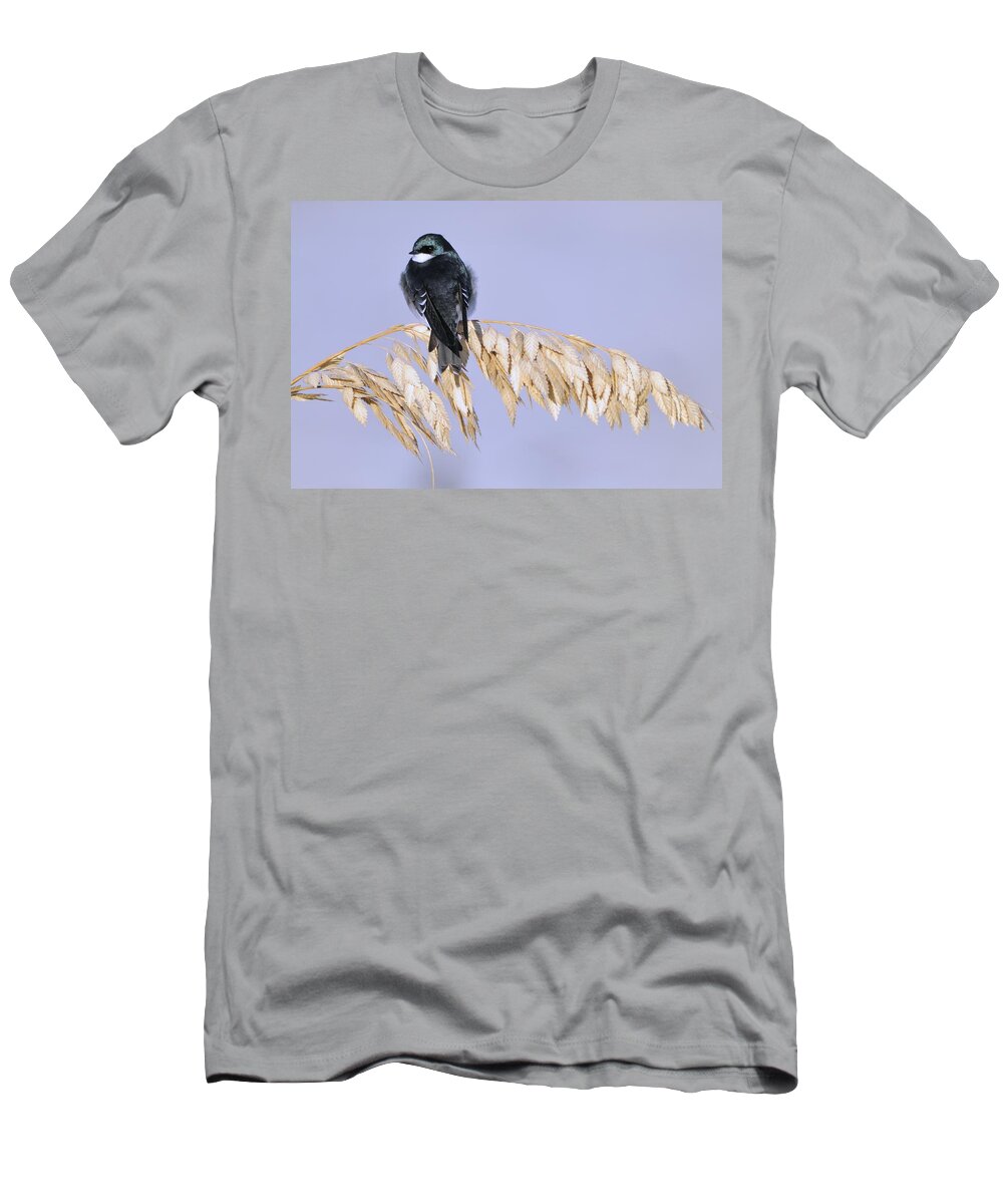 Tree Swallow T-Shirt featuring the photograph Tree Swallow on Sea Oats by Bradford Martin