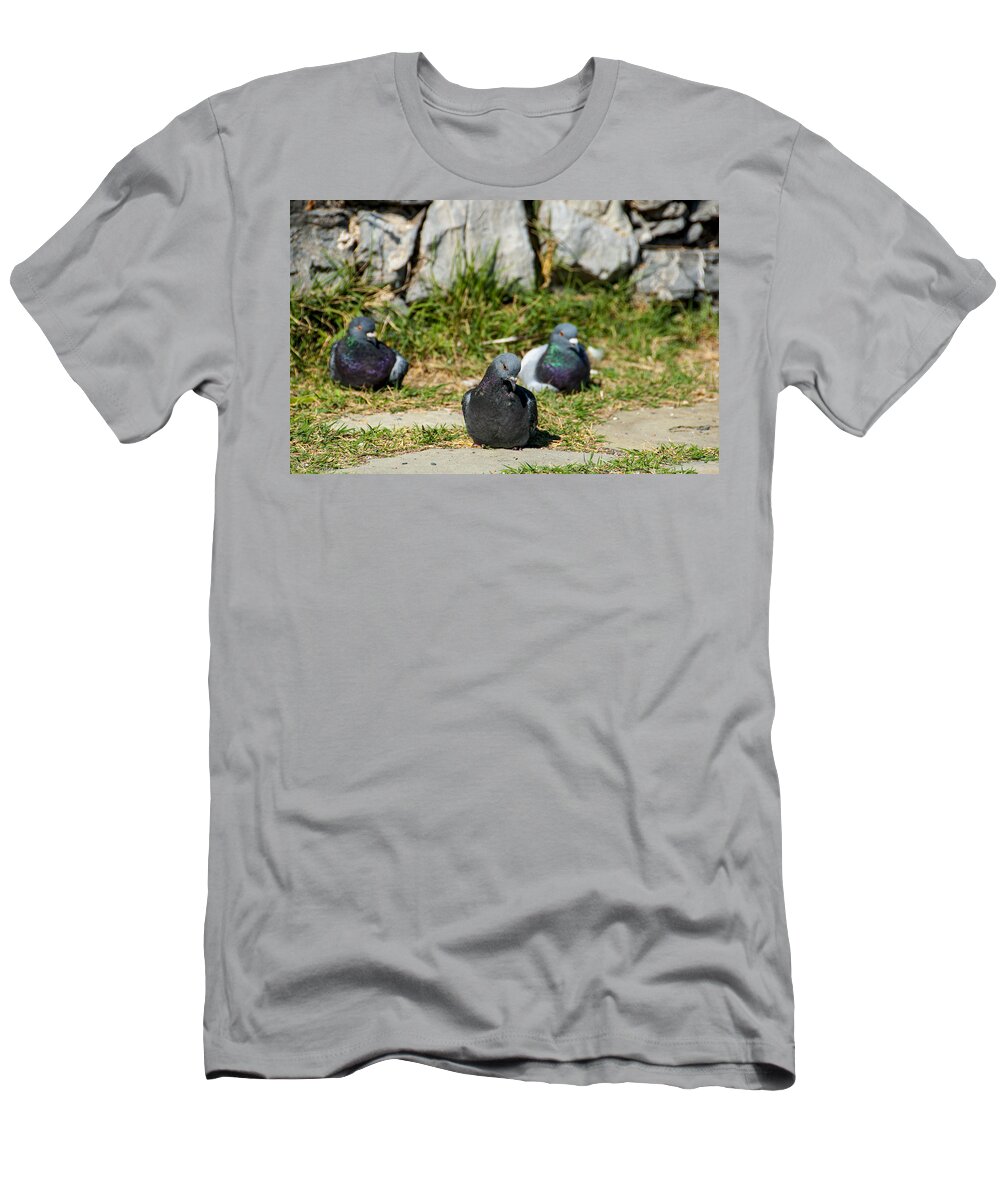 Europe T-Shirt featuring the photograph Tres Pigeons by Matt Swinden