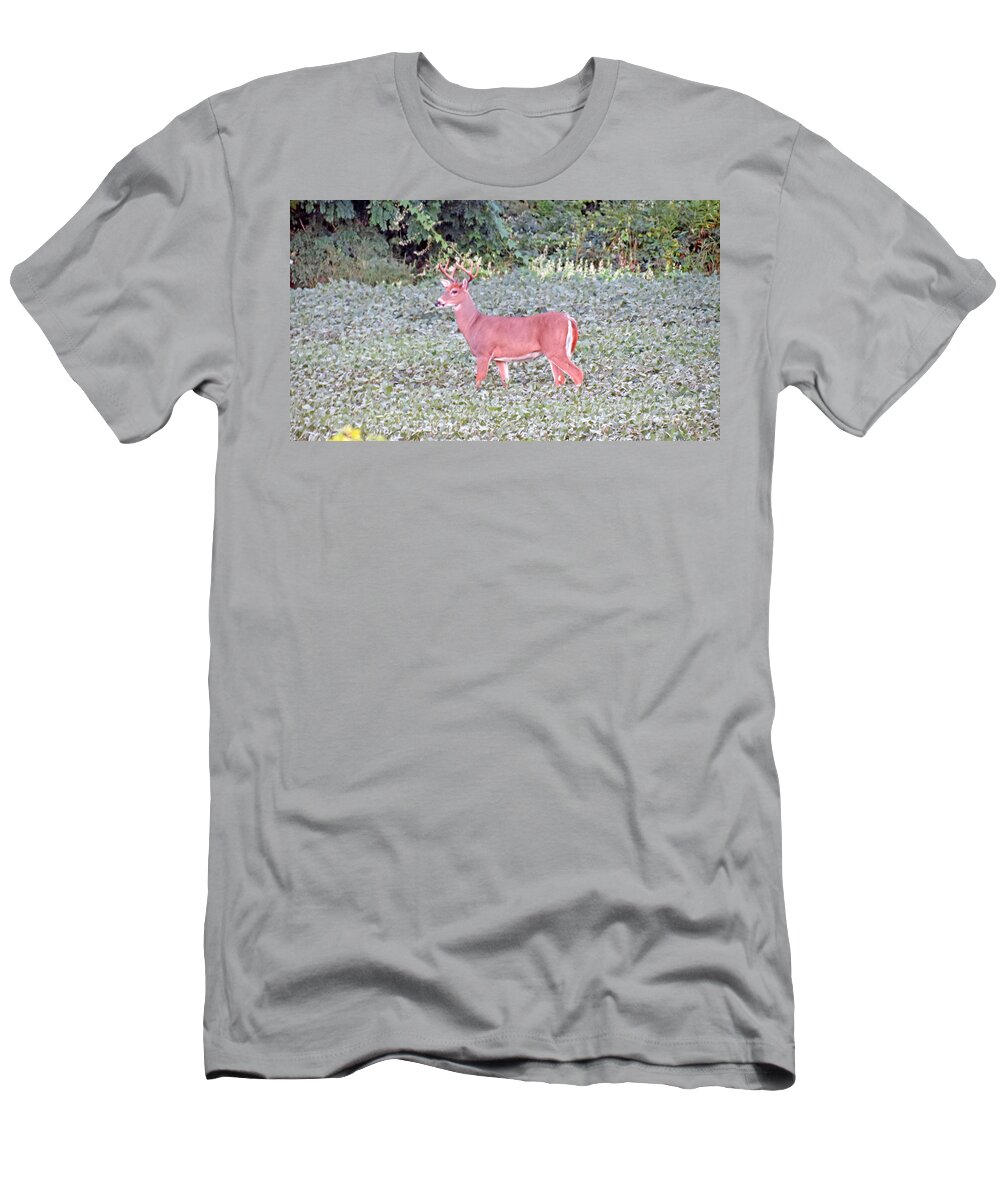 Deer T-Shirt featuring the photograph Whitetail Buck In The Soybean Field by Kay Novy