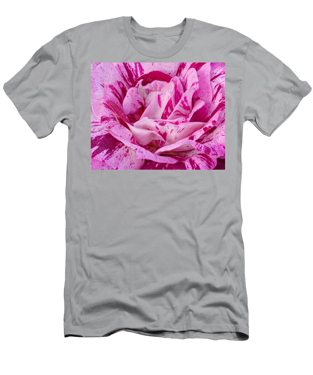 Purple T-Shirt featuring the photograph Winter Rose by Heidi Smith