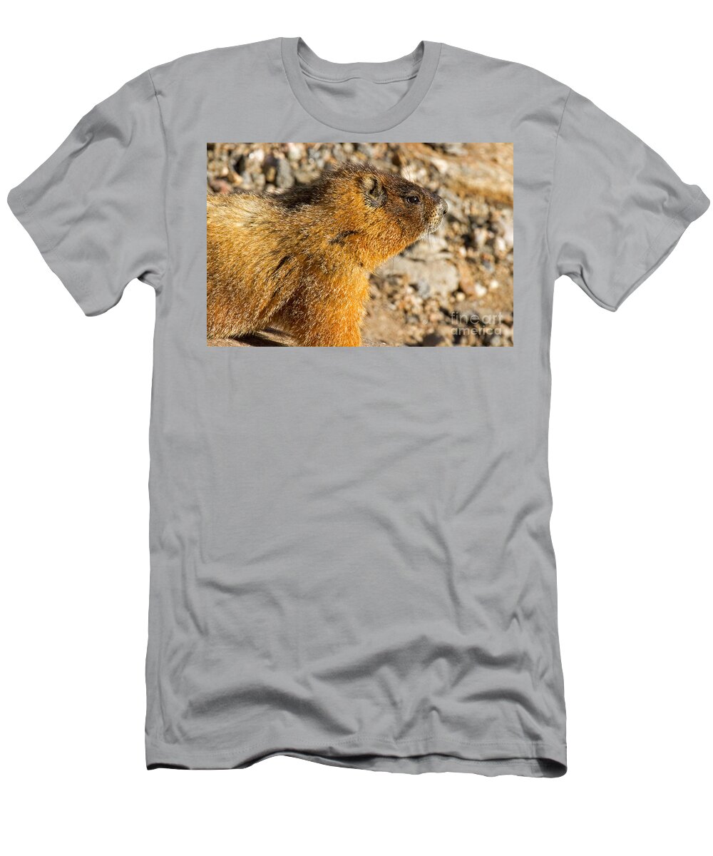 Colorado T-Shirt featuring the photograph Yellow Bellied Marmot on Lookout in Rocky Mountain National Park by Fred Stearns