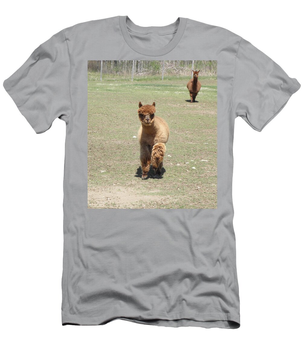 Alpaca T-Shirt featuring the photograph Here we come by Kim Galluzzo Wozniak