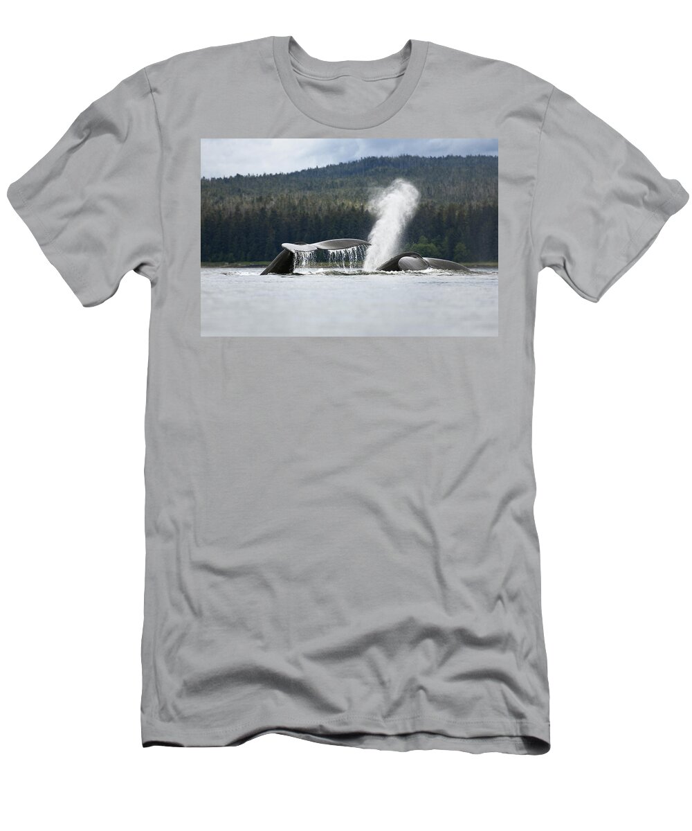 Mp T-Shirt featuring the photograph Humpback Whale Megaptera Novaeangliae #2 by Konrad Wothe