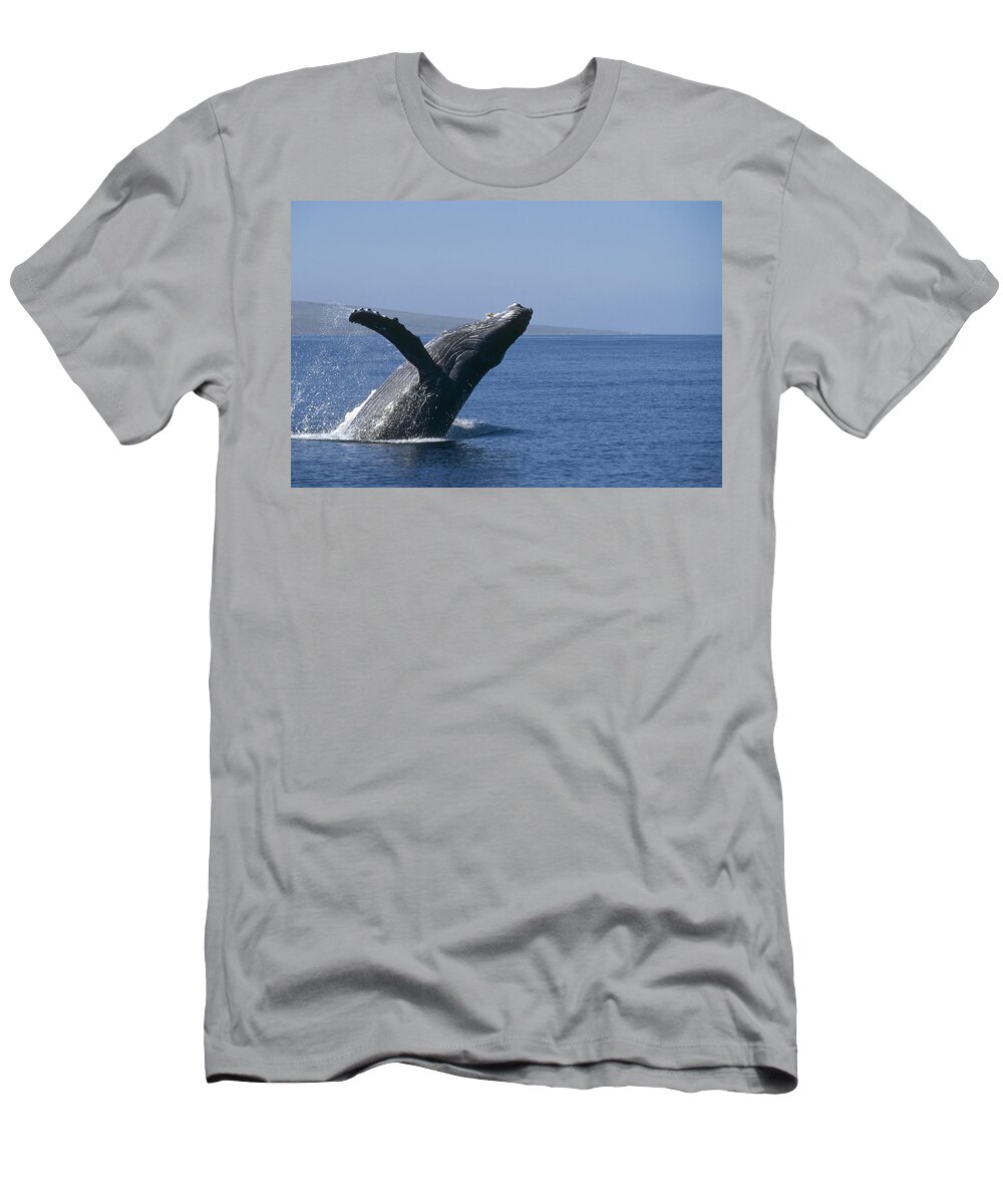 00129947 T-Shirt featuring the photograph Humpback Whale Breaching Maui Hawaii #3 by Flip Nicklin