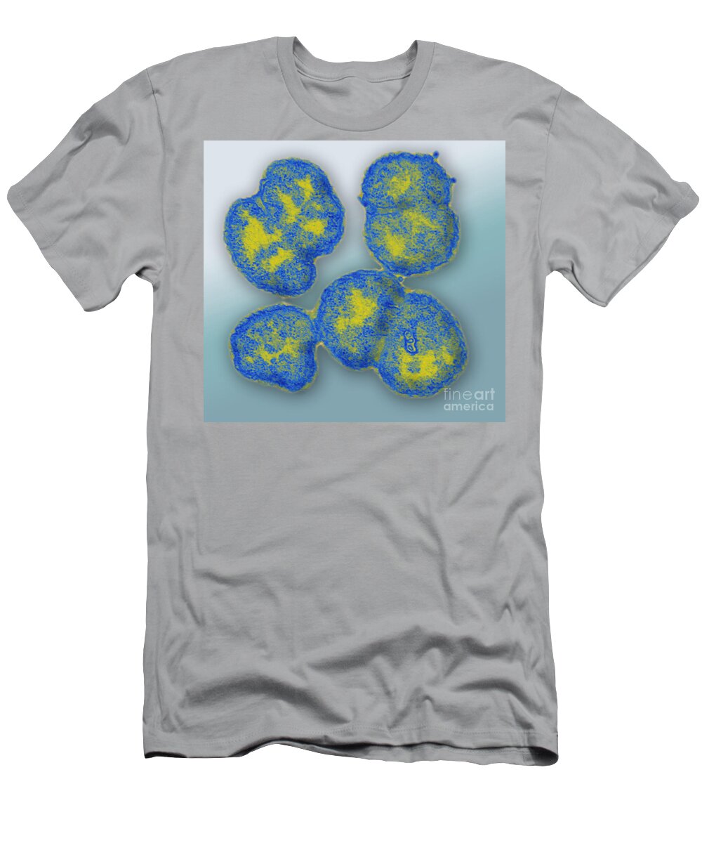Bacteria T-Shirt featuring the photograph Neisseria Gonorrhoeae #4 by Science Source