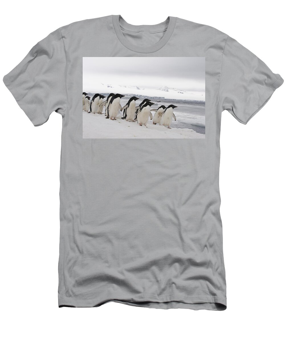 00429505 T-Shirt featuring the photograph Adelie Penguins Walking On Ice by Flip Nicklin