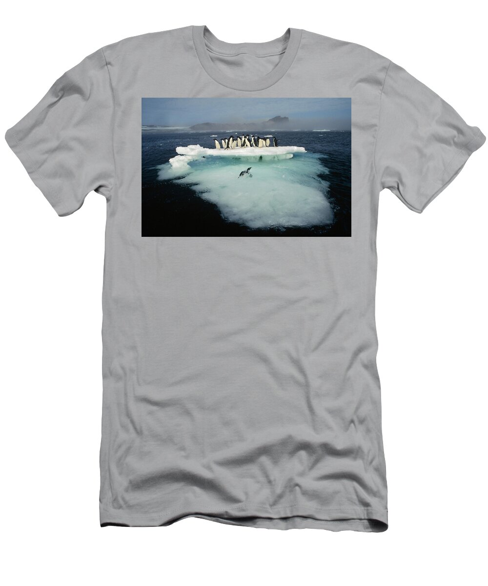00141285 T-Shirt featuring the photograph Adelies on Ice Floe by Tui De Roy