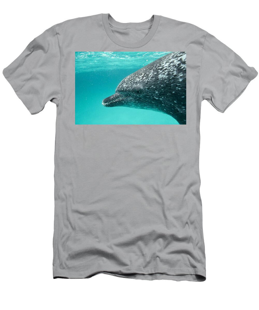 Mp T-Shirt featuring the photograph Atlantic Spotted Dolphin Stenella by Flip Nicklin