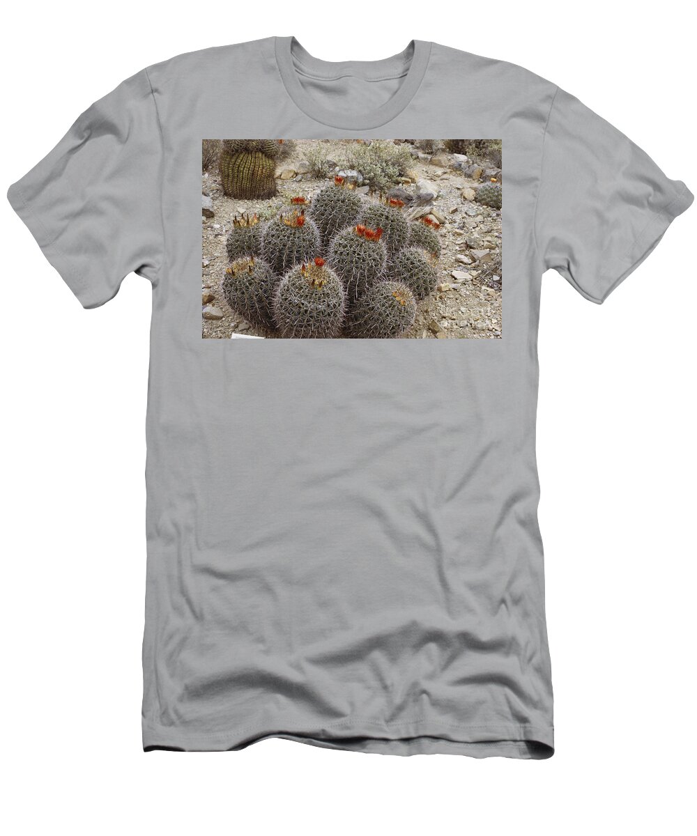 Barrel Cactus T-Shirt featuring the photograph Barrel Cactus by Robert Ashworth