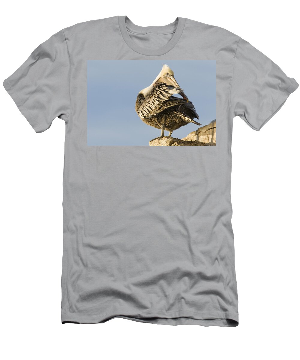 00429648 T-Shirt featuring the photograph Brown Pelican Preening Natural Bridges by Sebastian Kennerknecht
