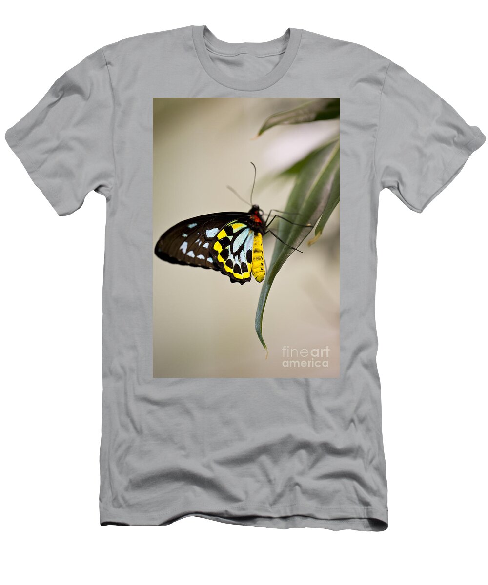 Butterfly T-Shirt featuring the photograph Colorful Lady by Leslie Leda