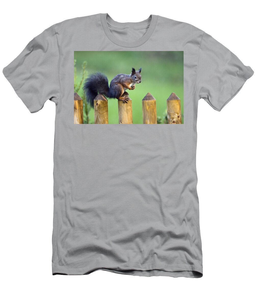 Mp T-Shirt featuring the photograph Eurasian Red Squirrel Sciurus Vulgaris by Konrad Wothe