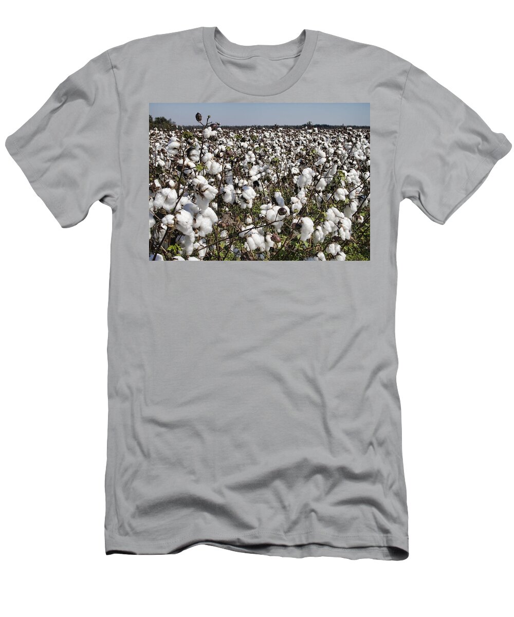 Cotton T-Shirt featuring the photograph Fluffy White Cotton Bolls by Kathy Clark