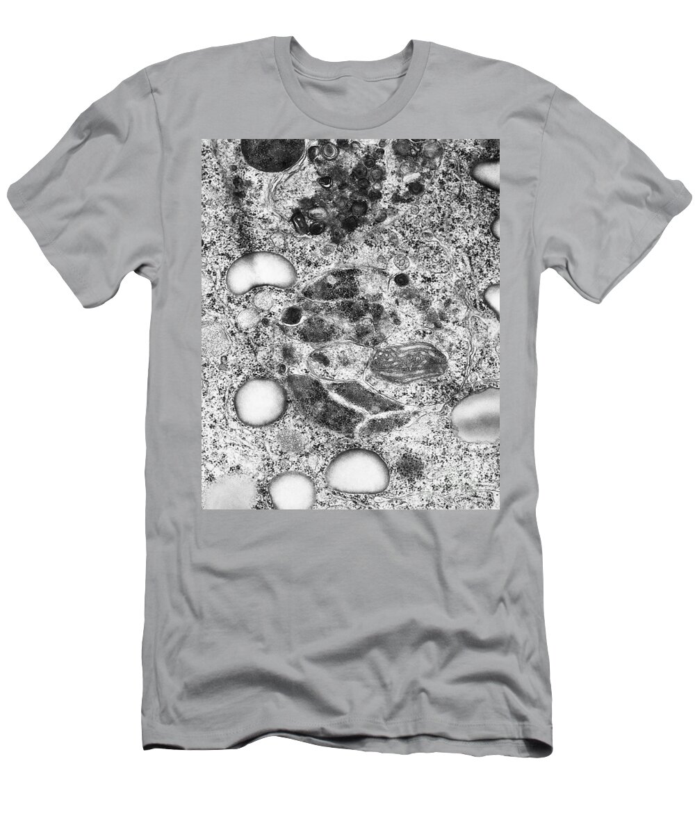 Eukaryote T-Shirt featuring the photograph Lysosomes, Tem by Science Source