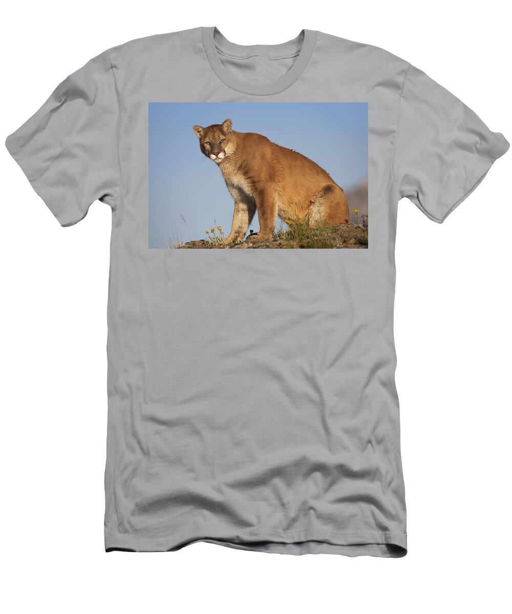 Mp T-Shirt featuring the photograph Mountain Lion North America by Tim Fitzharris