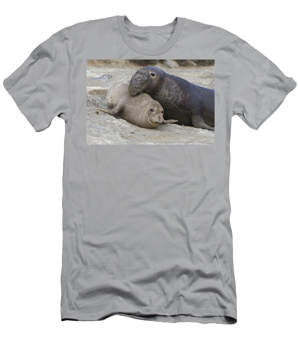 00429891 T-Shirt featuring the photograph Northern Elephant Seal Mating by Suzi Eszterhas