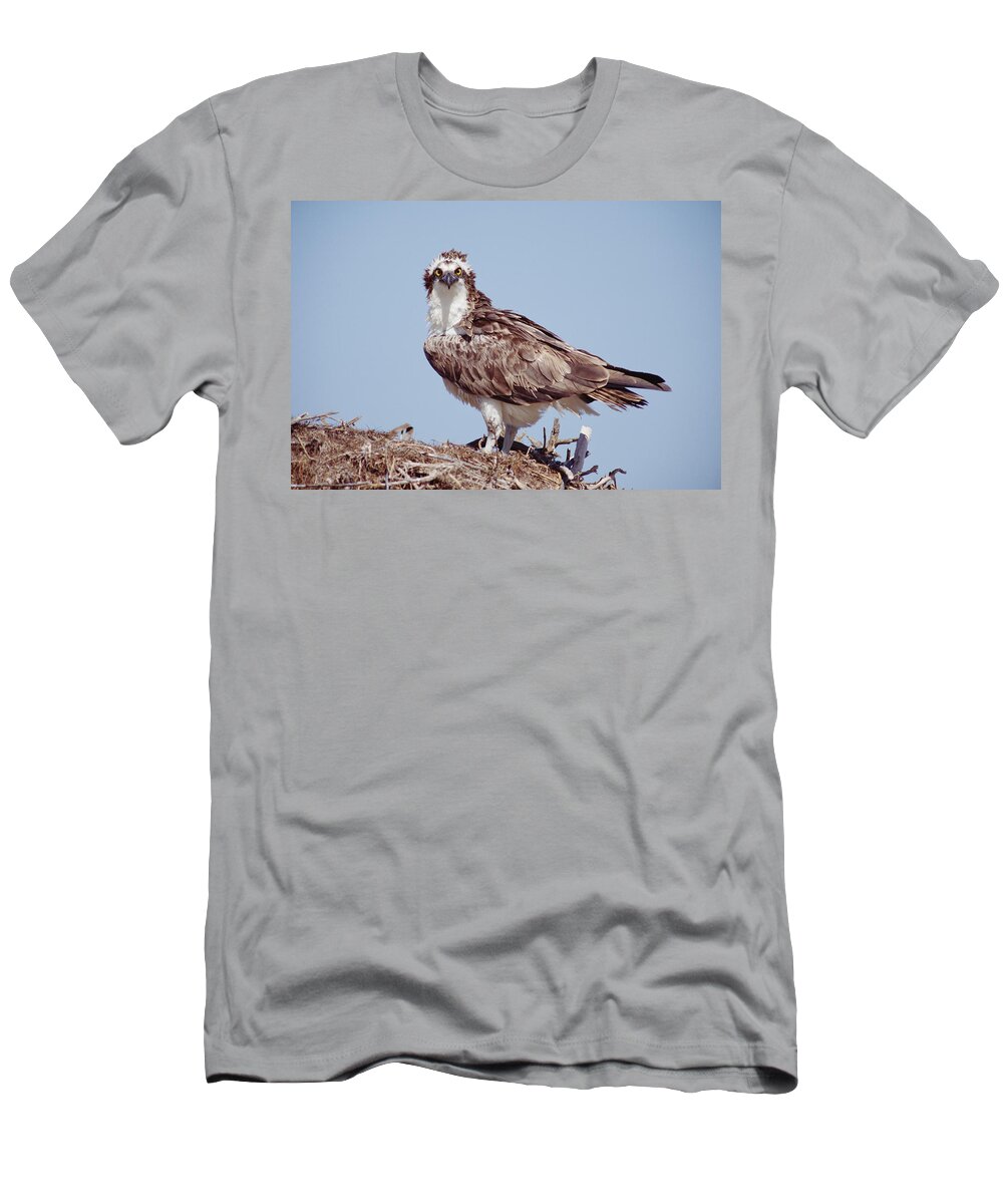 00170079 T-Shirt featuring the photograph Osprey Adult Perching On Nest Baja by Tim Fitzharris