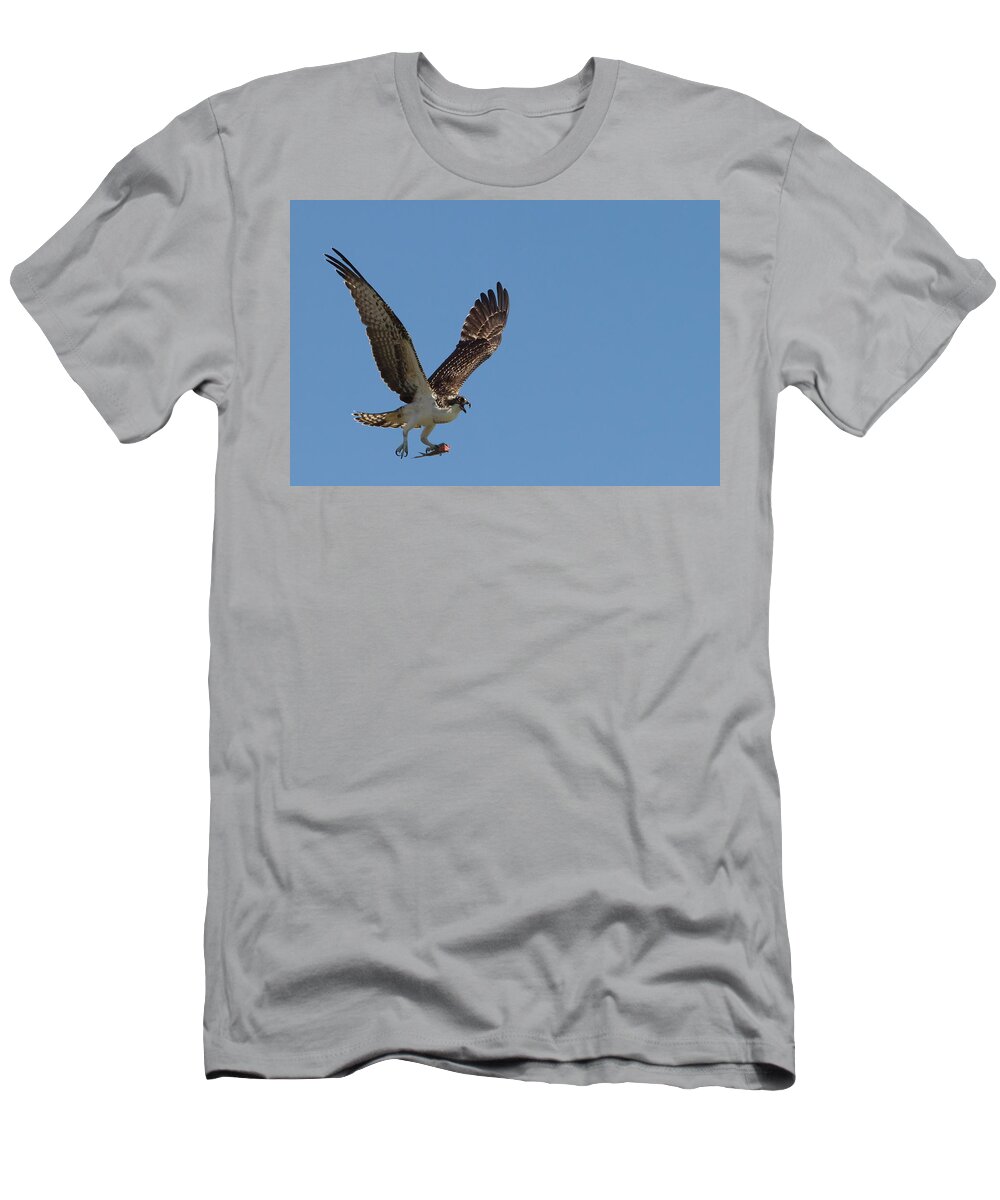 Osprey T-Shirt featuring the photograph Osprey with Fish in Talons by Stephanie McDowell