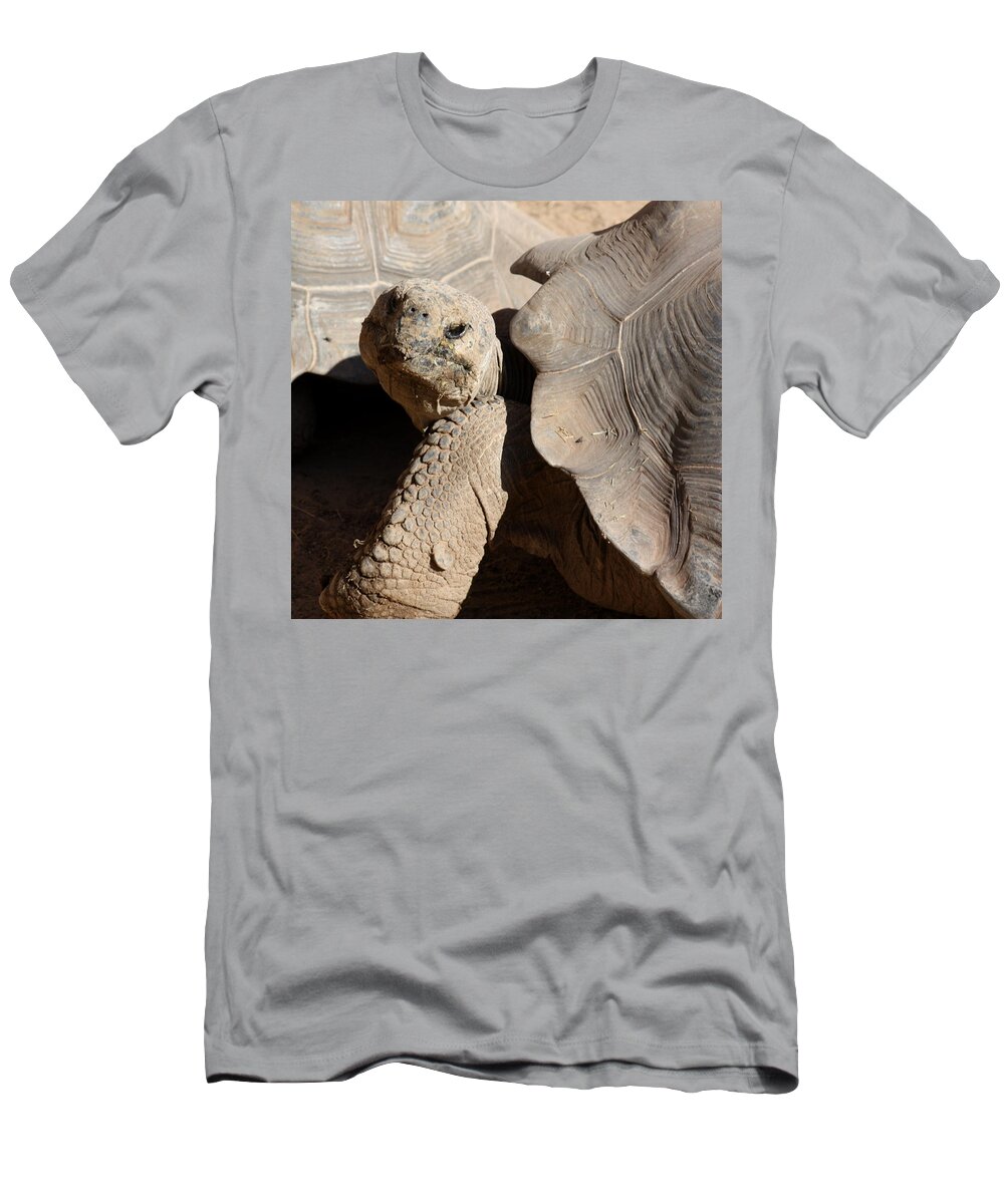 Tortoise T-Shirt featuring the photograph Posing For Pictures by Kim Galluzzo Wozniak