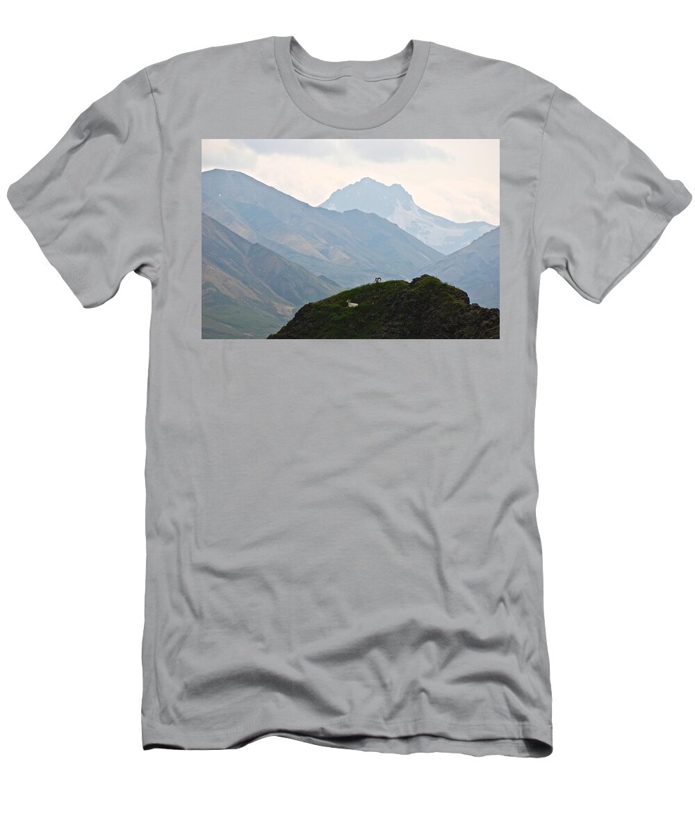 Danali National Park T-Shirt featuring the photograph Resting Dall Sheep by Eric Tressler
