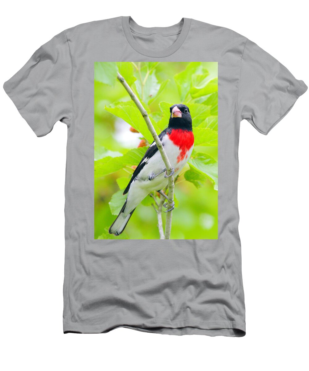 Rose-breasted Grosbeak T-Shirt featuring the photograph Rose-breasted Grosbeak by Andrew McInnes