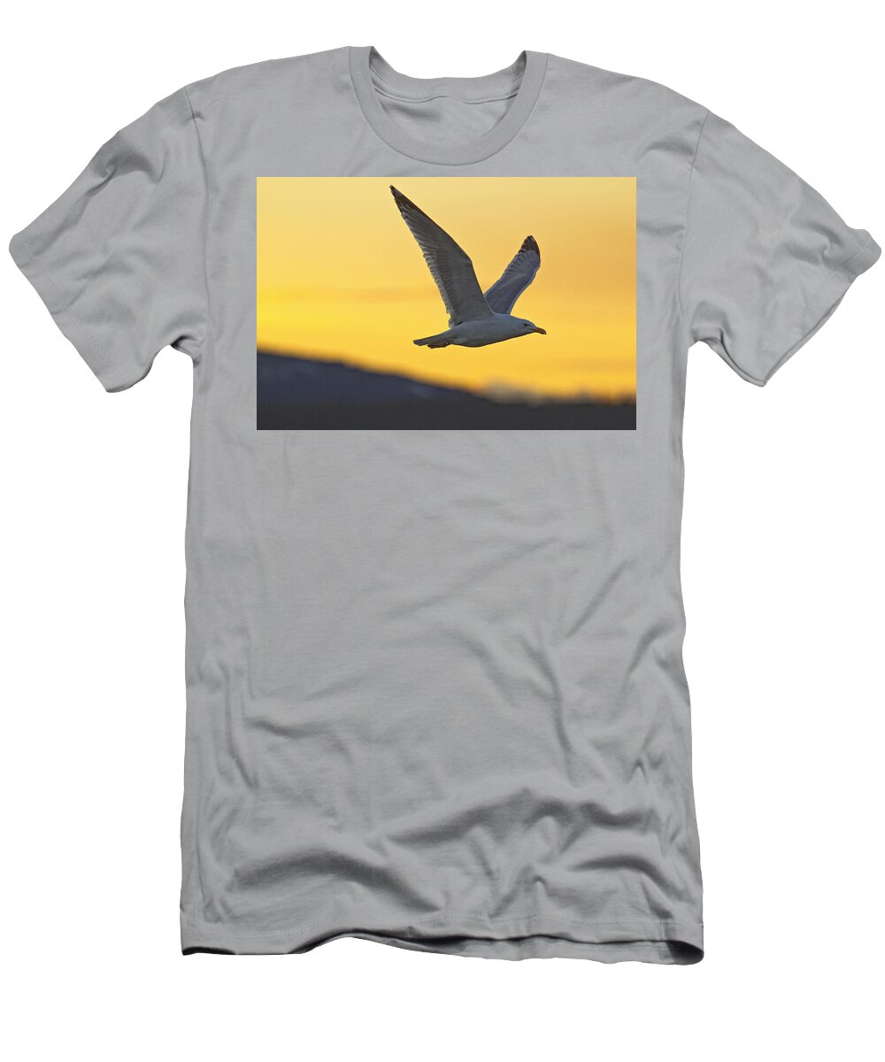 Light T-Shirt featuring the photograph Seagull Flying At Dusk With Sunset by Robert Postma