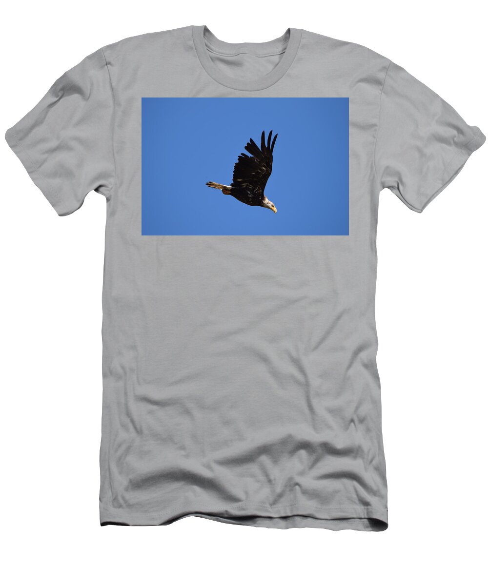Bald Eagle Juvenile T-Shirt featuring the photograph Bald Eagle Juvenile Burgess Res CO by Margarethe Binkley