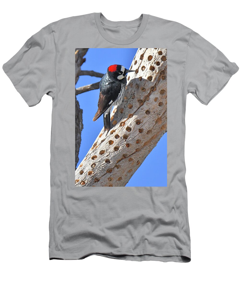 Bird T-Shirt featuring the photograph Acorn Woodpecker #1 by Alan Lenk