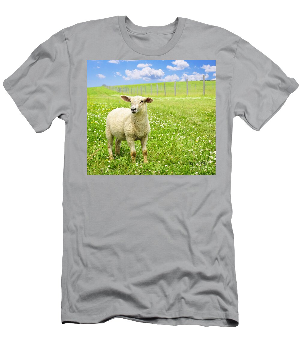 Sheep T-Shirt featuring the photograph Cute young sheep 1 by Elena Elisseeva