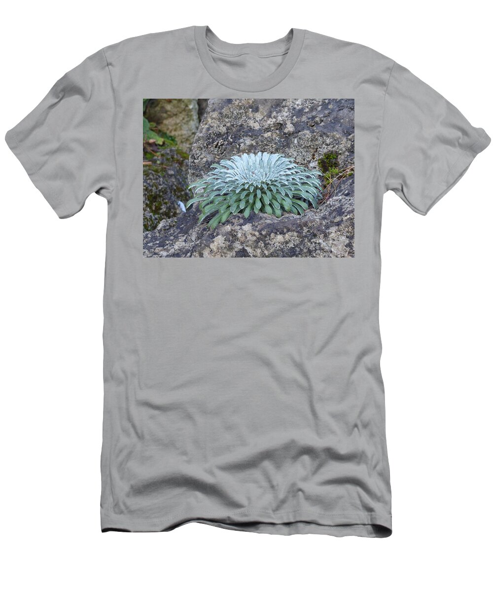 Exotic T-Shirt featuring the photograph Exotic plant by Margaret Brooks
